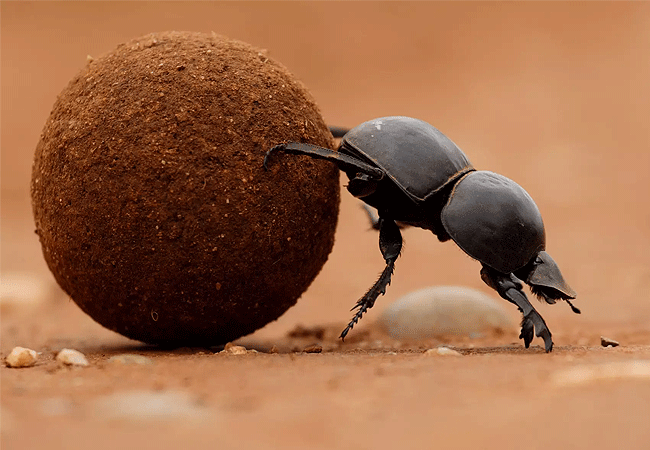 Tsavo West National Park