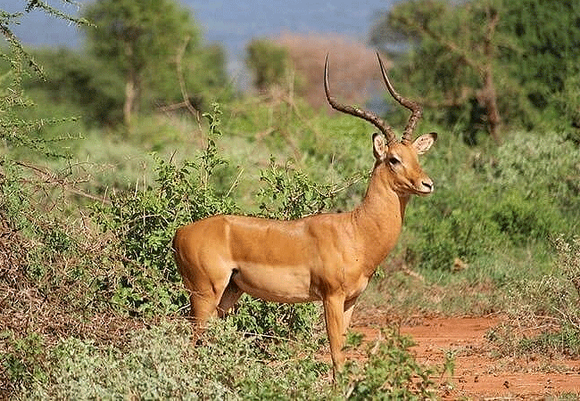 tsavo-west-national-park-impala-antelope Tsavo West National Park