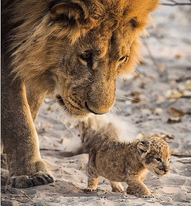 Tsavo West National Park