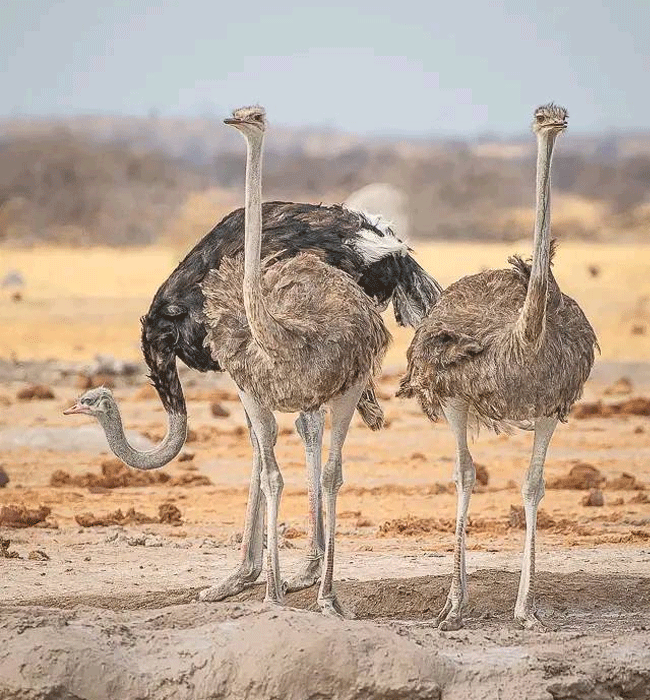 Tsavo West National Park