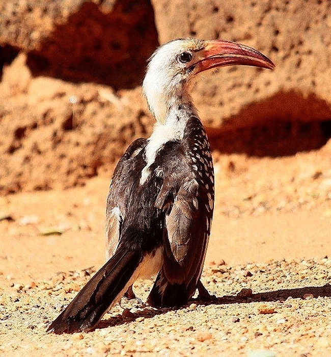 Tsavo West National Park
