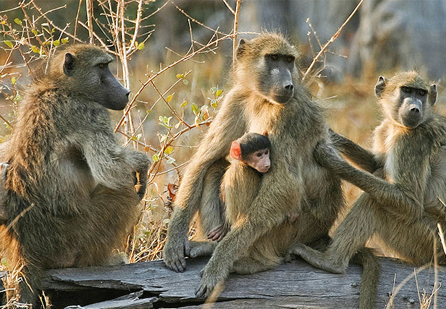 tsavo-west-national-park-yellow-baboons Tsavo West National Park