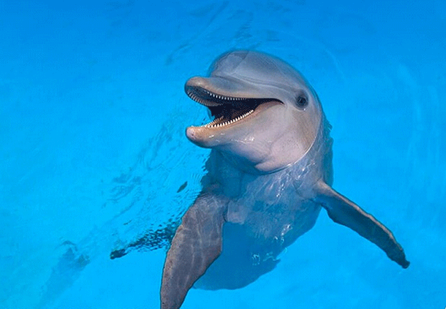 Mombasa Marine National Park and Reserve