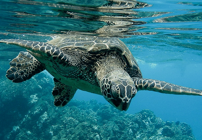 Mombasa Marine National Park and Reserve