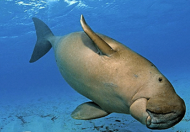 Mombasa Marine National Park and Reserve