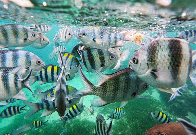 Mombasa Marine National Park and Reserve