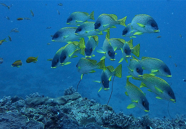 Watamu Marine National Park & reserve