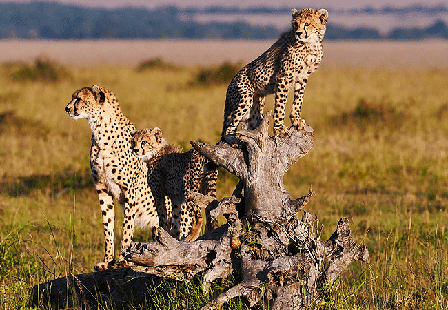 Amboseli 1-Day Fly-In Safari from Nairobi