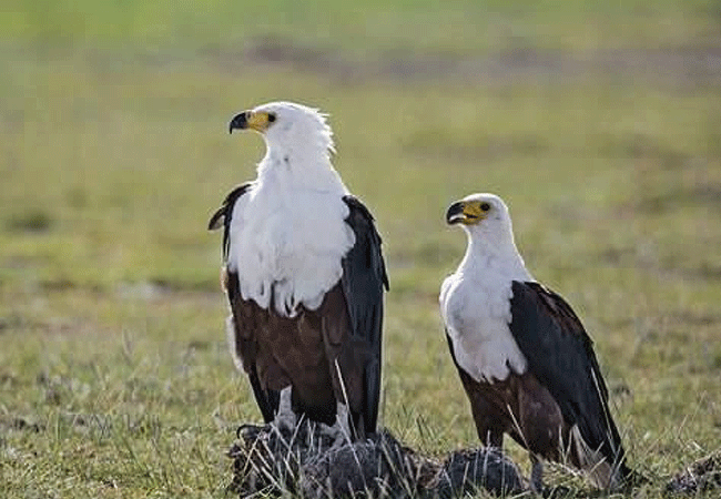 Amboseli 1 Day Fly-In Safari from Nairobi