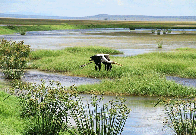 Amboseli 1 Day Fly-In Safari from Nairobi