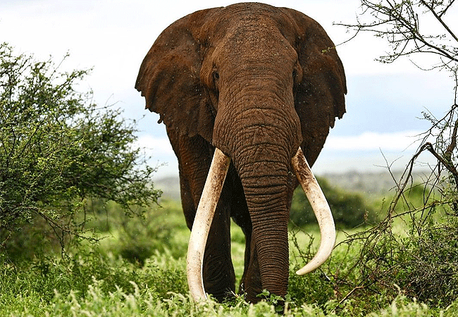 Amboseli 1 Day Fly-In Safari from Nairobi