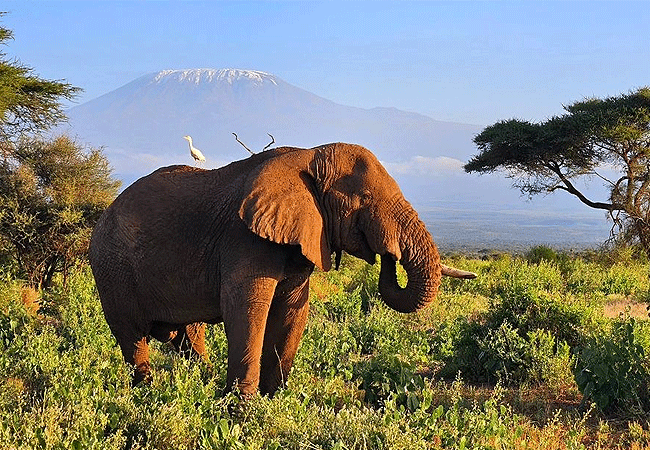 Amboseli 1 Day Fly-In Safari from Nairobi