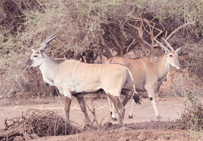 Amboseli 1 Day Fly-In Safari from Nairobi
