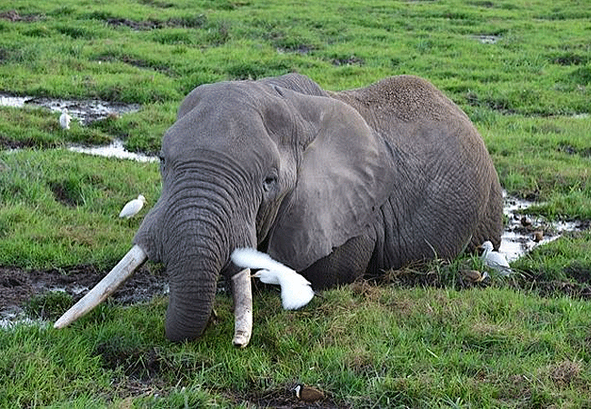 Amboseli 1 Day Fly-In Safari from Nairobi