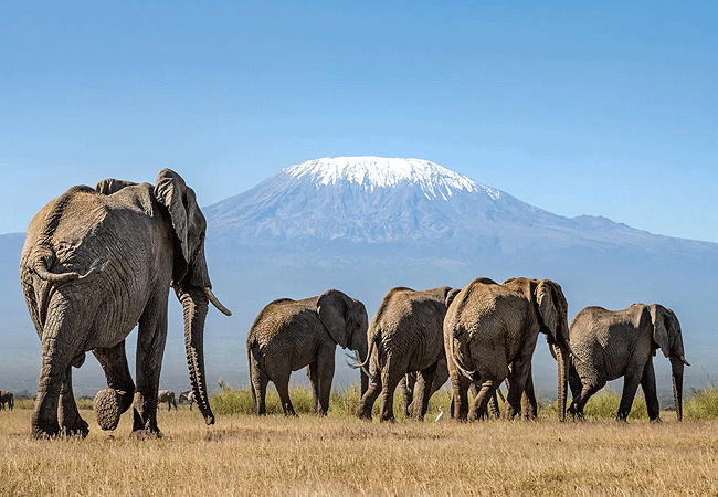 Amboseli 1-Day Fly-In Safari from Nairobi