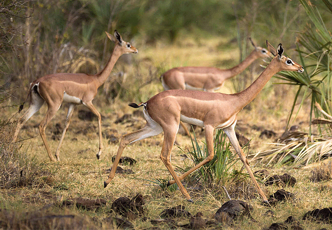 Amboseli 1 Day Fly-In Safari from Nairobi