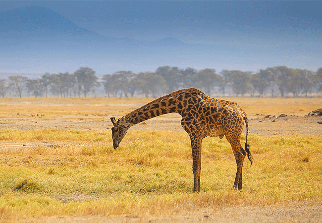 Amboseli 1 Day Fly-In Safari from Nairobi