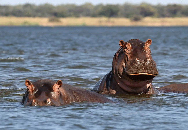 Amboseli 1-Day Fly-In Safari from Nairobi