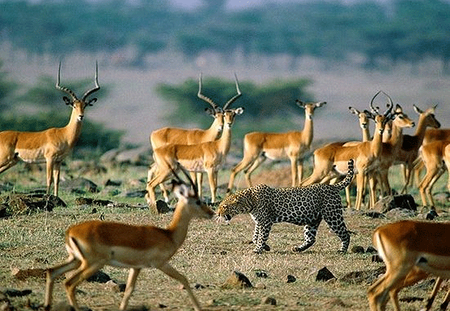 Amboseli 1 Day Fly-In Safari from Nairobi