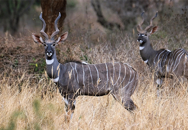 Amboseli 1 Day Fly-In Safari from Nairobi