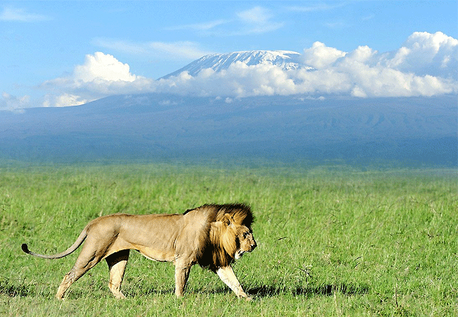 Amboseli 1 Day Fly-In Safari from Nairobi