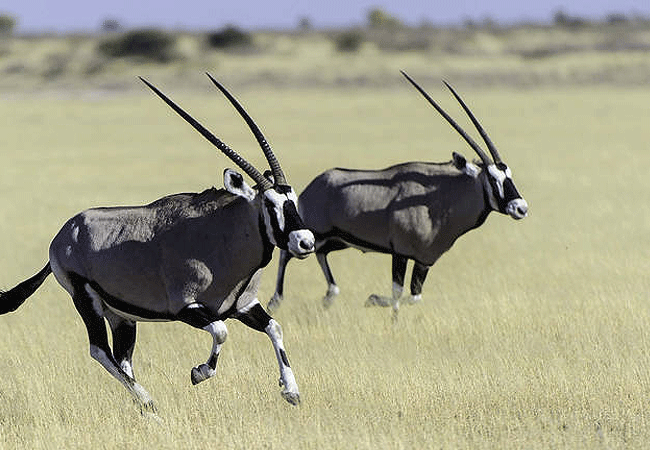 Amboseli 1 Day Fly-In Safari from Nairobi