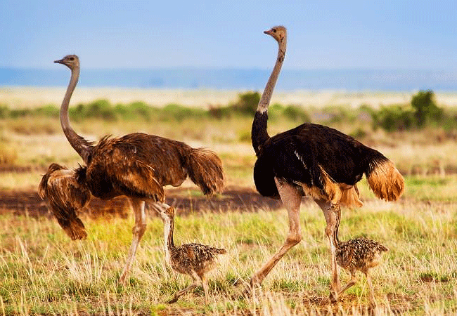 Amboseli 1 Day Fly-In Safari from Nairobi