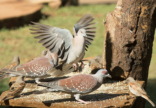 Amboseli 1 Day Fly-In Safari from Nairobi
