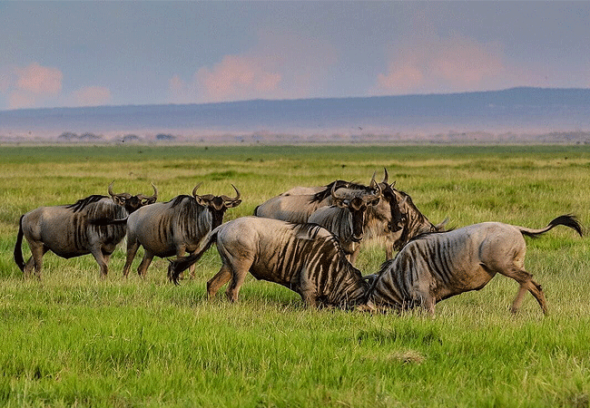 Amboseli 1-Day Fly-In Safari from Nairobi