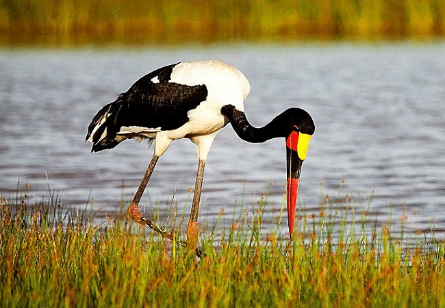 Amboseli 1 Day Fly-In Safari from Nairobi