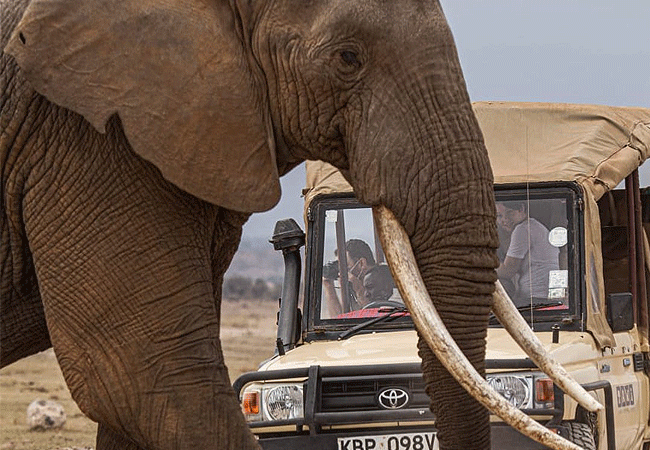 Amboseli 1 Day Fly-In Safari from Nairobi