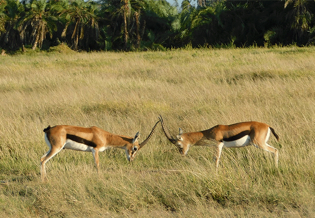 Amboseli 1 Day Fly-In Safari from Nairobi