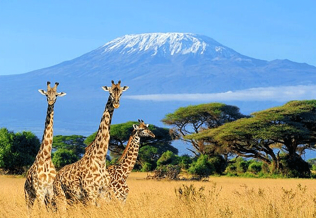 Amboseli 1-Day Fly-In Safari from Nairobi