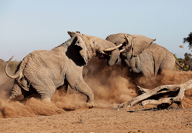 Amboseli 1 Day Fly-In Safari from Nairobi