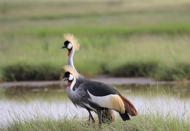 Amboseli 1 Day Fly-In Safari from Nairobi