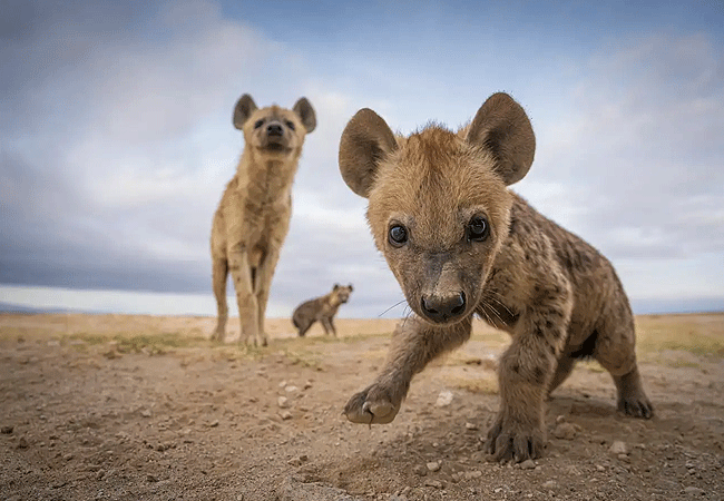 Amboseli 1-Day Fly-In Safari from Nairobi