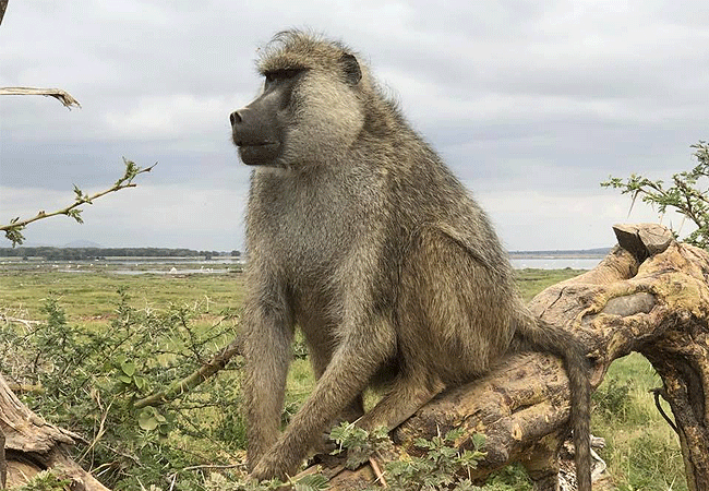 Amboseli 1 Day Fly-In Safari from Nairobi