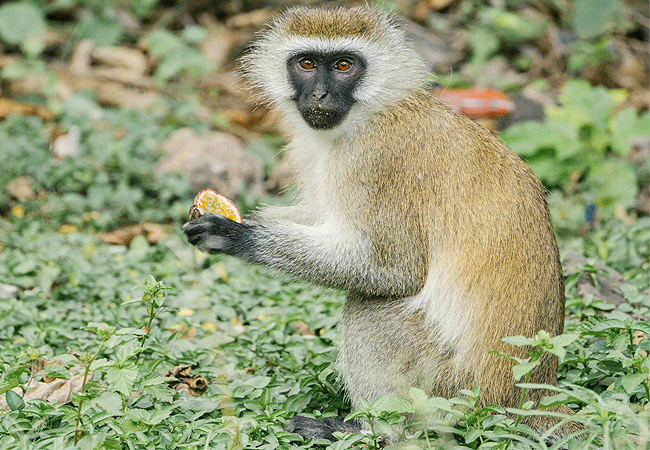 Amboseli 1 Day Fly-In Safari from Nairobi