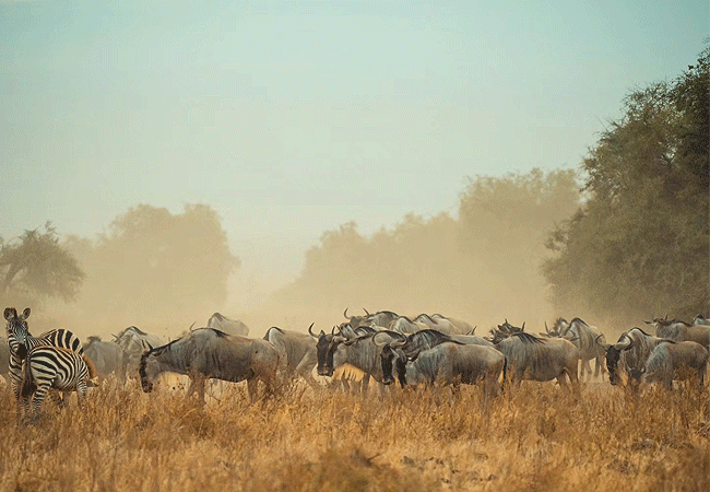 Amboseli 1 Day Fly-In Safari from Nairobi