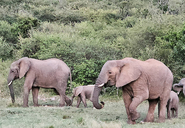 Lalashe Mara Ripoi luxury tented camp