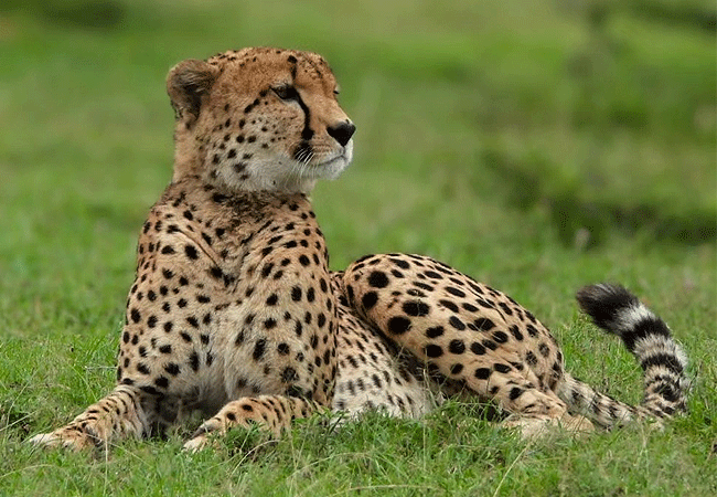 Lalashe Mara Ripoi luxury tented camp
