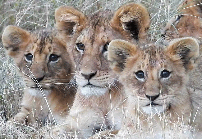 Lalashe Mara Ripoi luxury tented camp