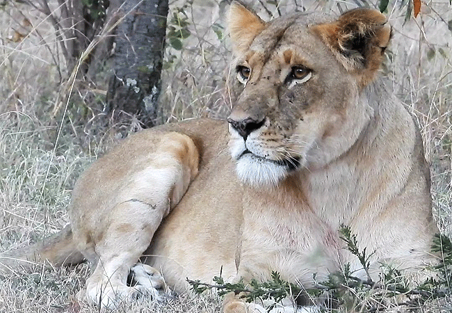Lalashe Mara Ripoi luxury tented camp