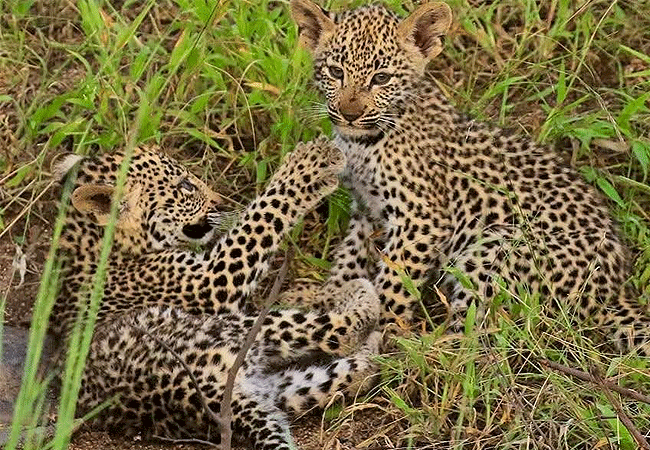 Taita Hills Wildlife Sanctuary