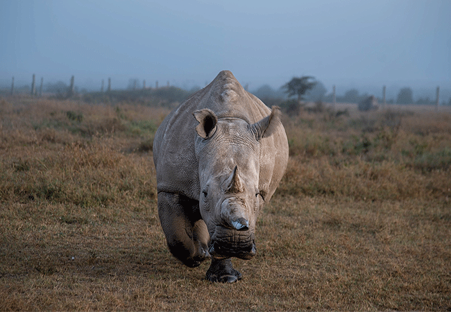 Ol Pejeta Conservancy