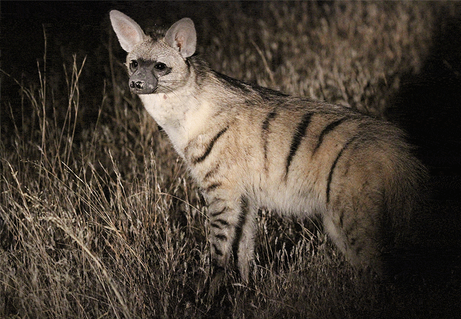 Ol Pejeta Conservancy