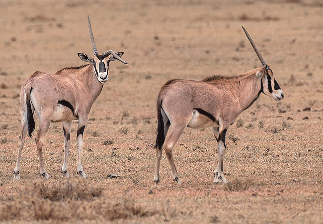 Ol Pejeta Conservancy