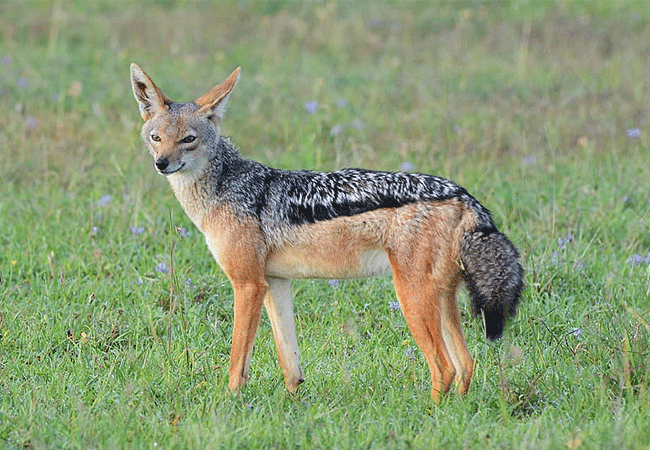 Ol Pejeta Conservancy