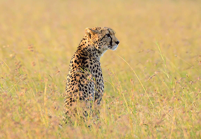 Ol Pejeta Conservancy