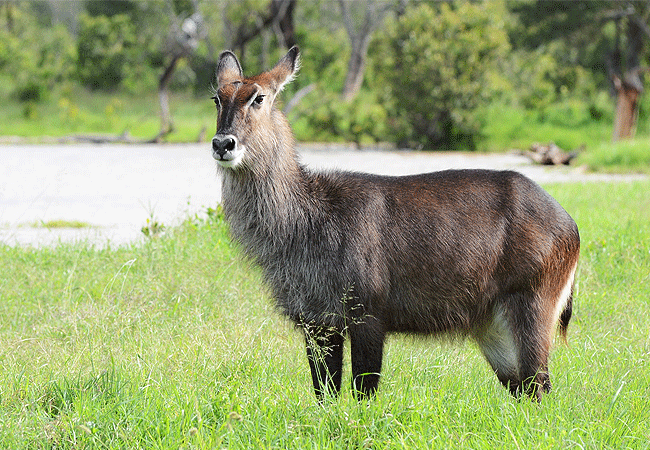 Ol Pejeta Conservancy